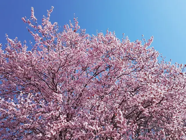 Haru means spring or springtime in Japanese